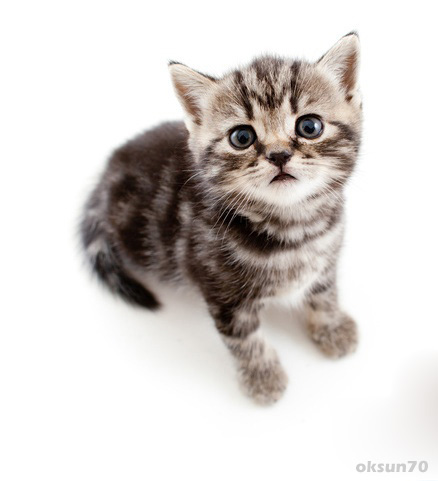 Set Wallpaper Cat Or Kitten Set Wallpaper Cat Or Kitten