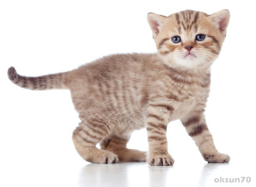 http://www.bilder-katzen.de/wp-content/uploads/2014/01/Katzenbilder-Set1_Bild7.jpg