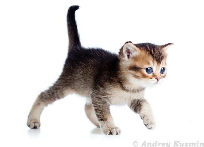 einfach nur schnuckelig Viele süße Katzenbilder und Katzenfotos