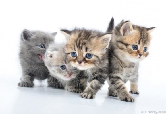 Wunderschöne Katzenbilder - Viele süße Katzenbilder und ...