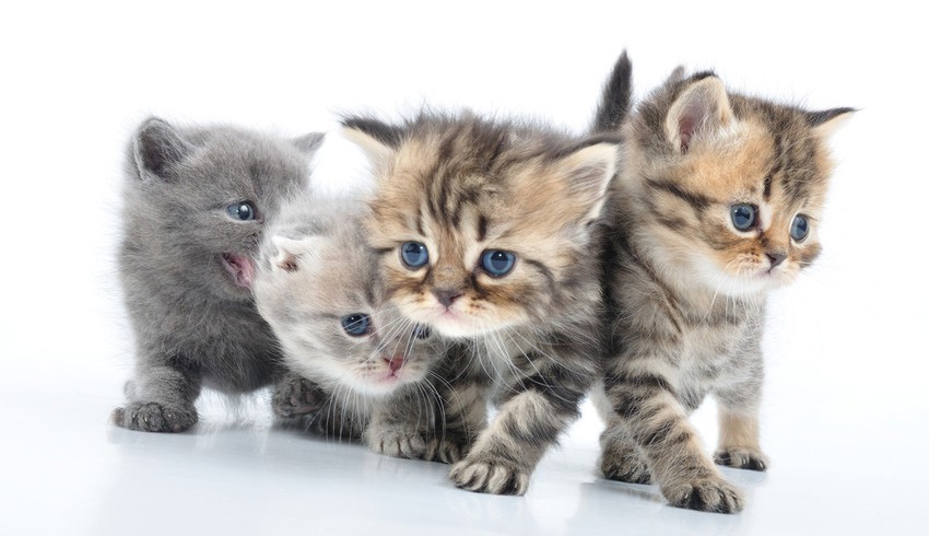 schönes Katzenbild Viele süße Katzenbilder und Katzenfotos kostenlos