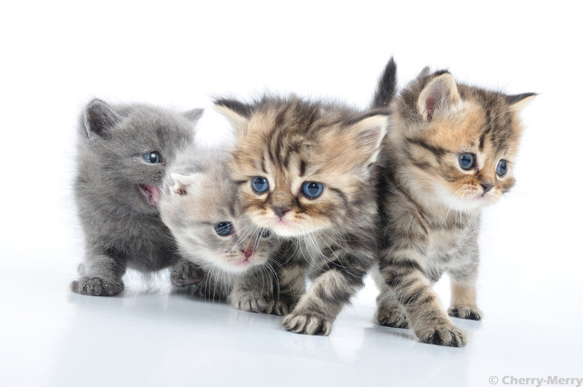 schönes Katzenbild Viele süße Katzenbilder und Katzenfotos kostenlos