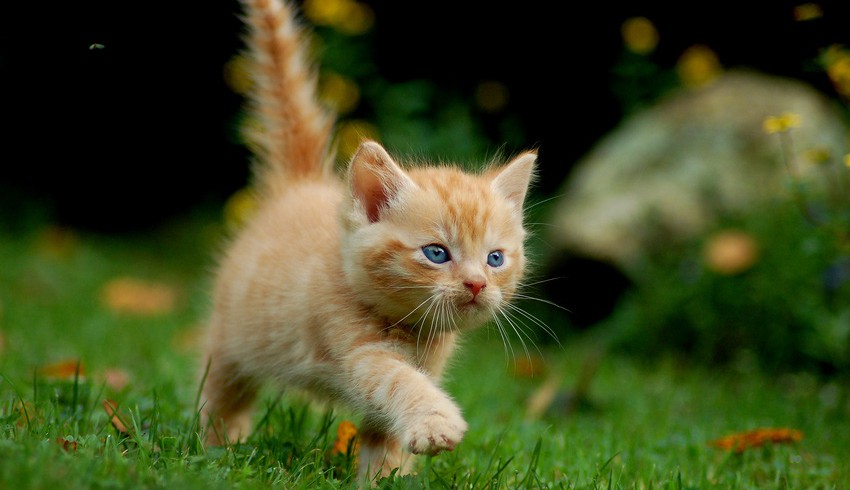 Katze läuft über den Rasen - einfach nur süß - Viele süße Katzenbilder